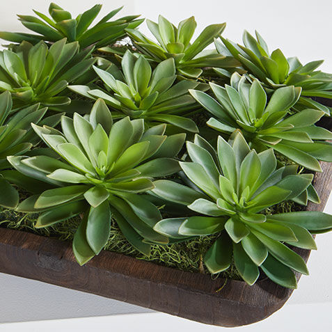 Succulent Centerpiece in Dark Wood Bowl Product Tile Hover Image 443789   GRN