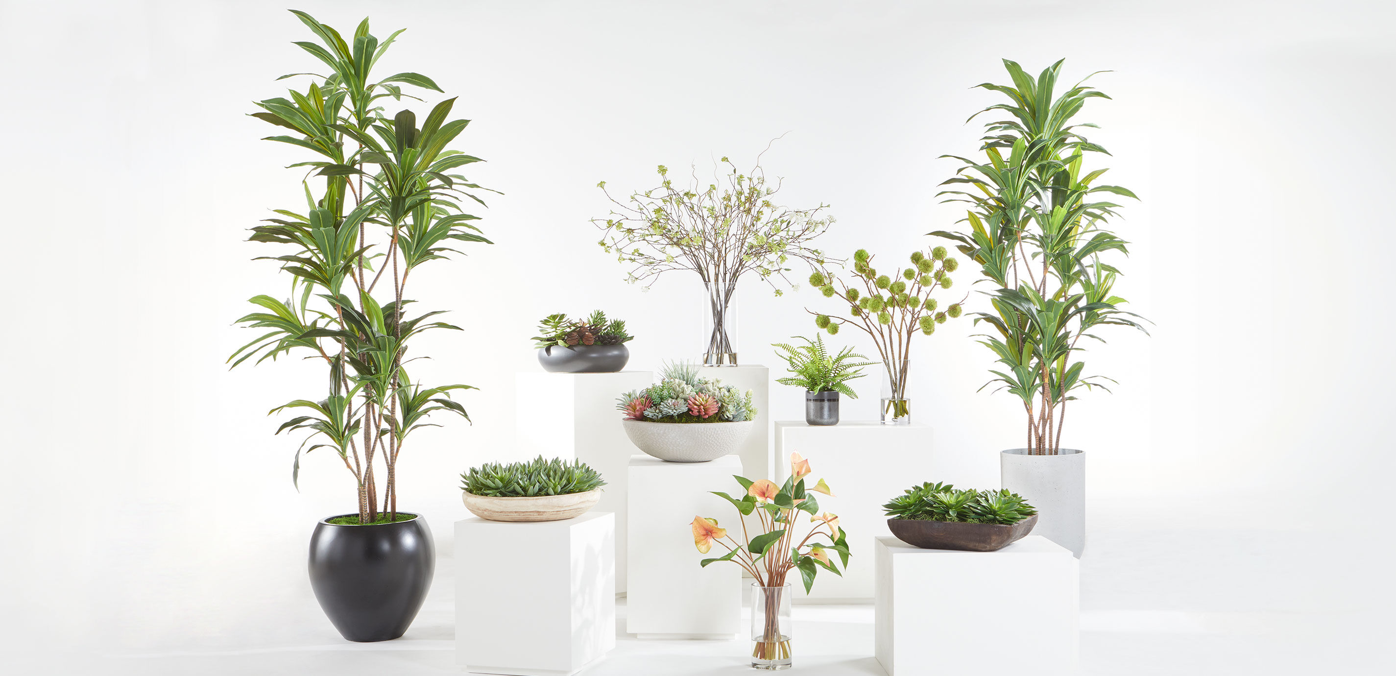 Succulent Centerpiece in Dark Wood Bowl_6