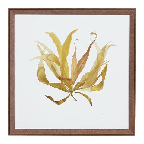 Soft Seaweed image