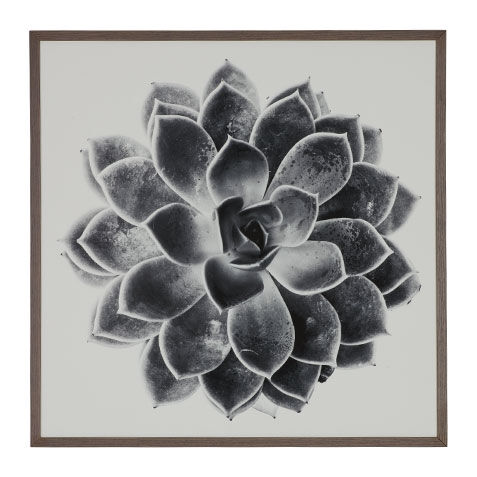 Succulent Study I image