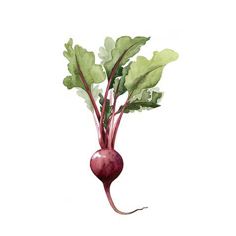 Beet image