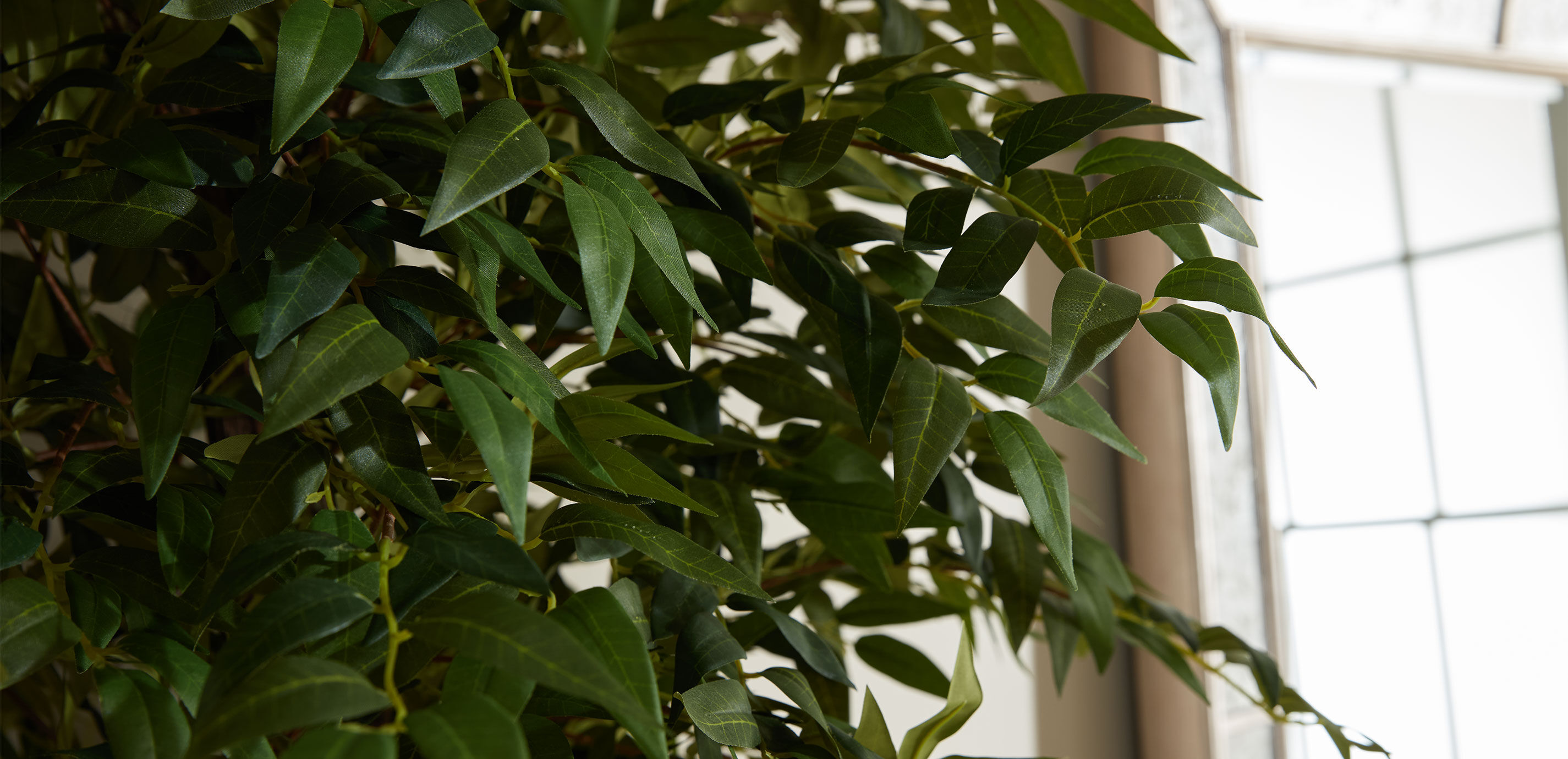 Smilax Tree in Terracotta Pot_4
