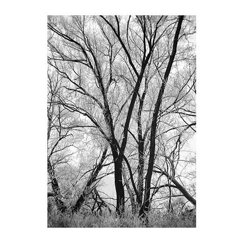 Logan's Tree II image