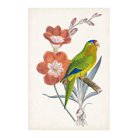 Tropical Bird & Flower III image