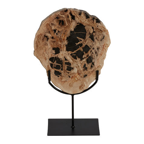 Petrified Wood on Stand image