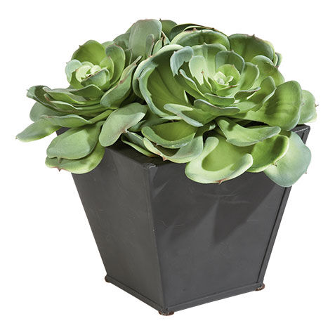 Succulents in Metal Container image