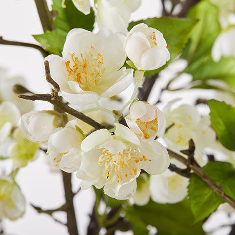 White Plum Blossom Arrangement in Tall Vase Product Tile Hover Image 443788   WHT