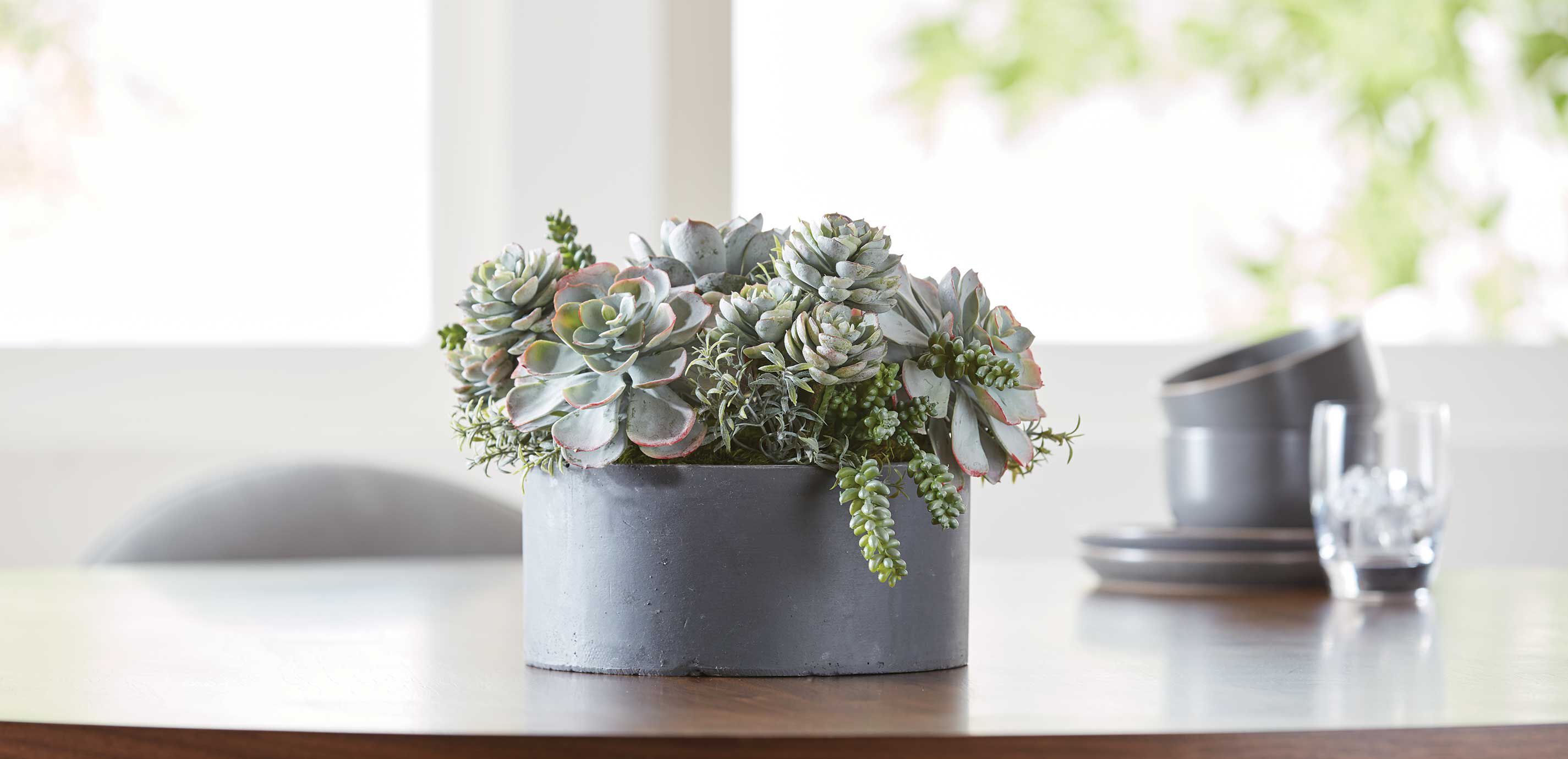 Mixed Succulents in Round Tray_4