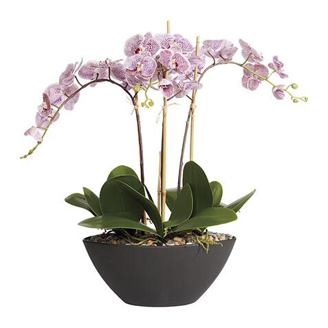 Plum Orchids in Black Pot image