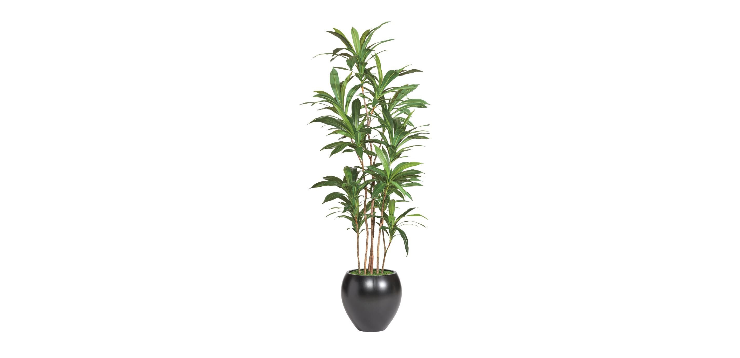 Dracaena Tree_1