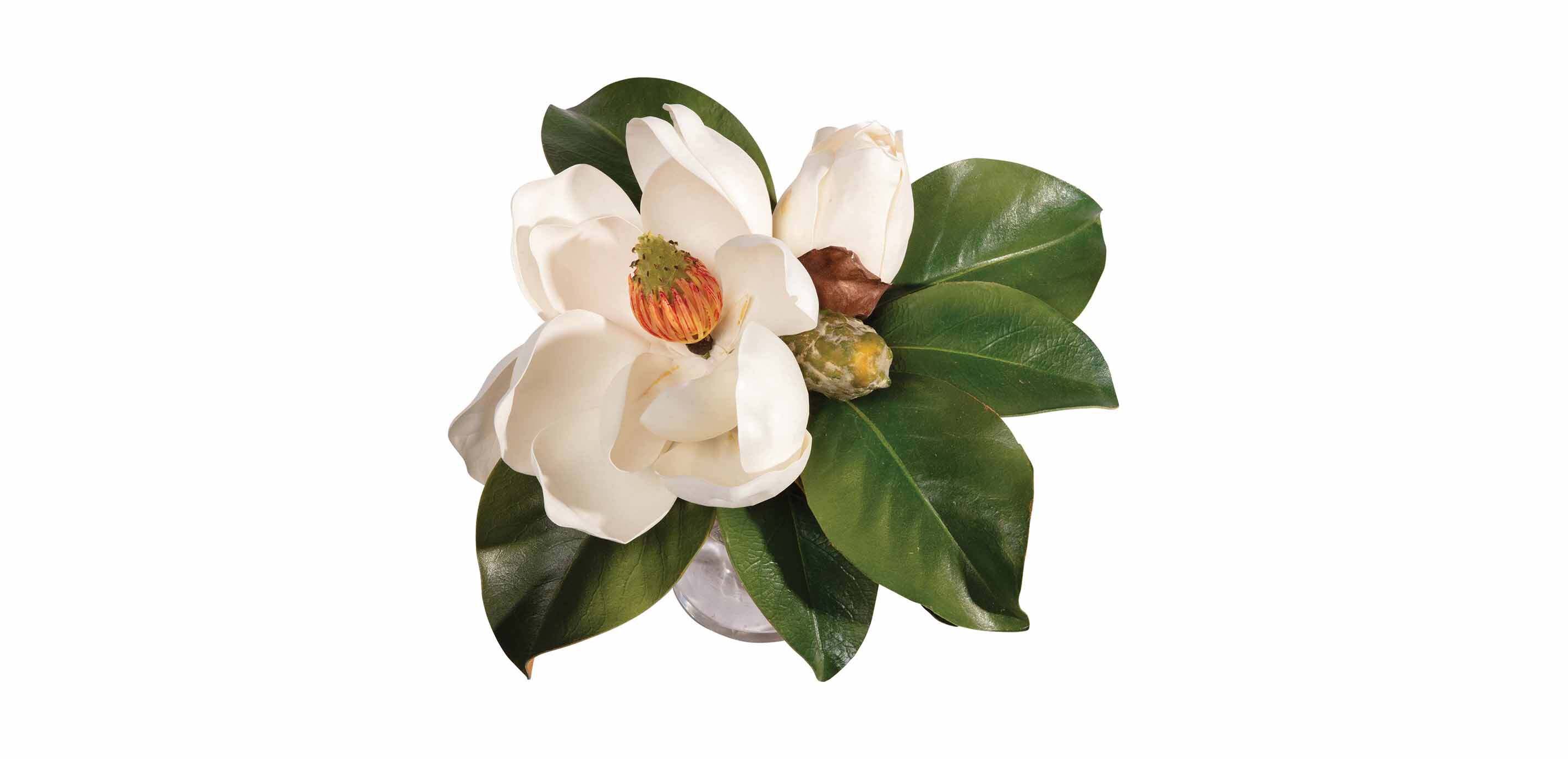 Magnolia Bouquet in Glass Vase_2