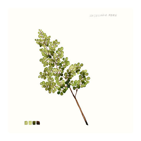 Watercolor Leaf Study III image