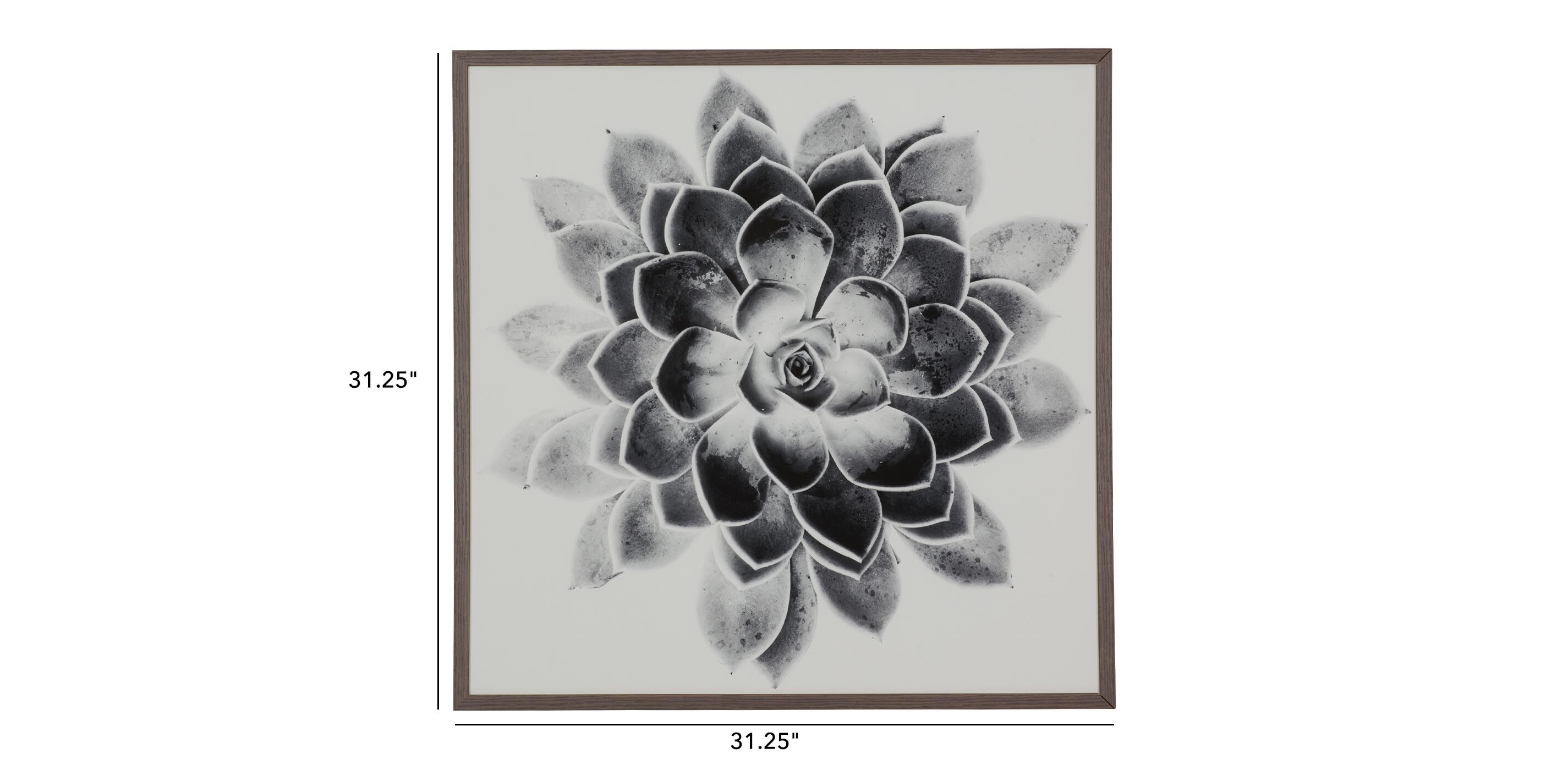 Succulent Study II_2