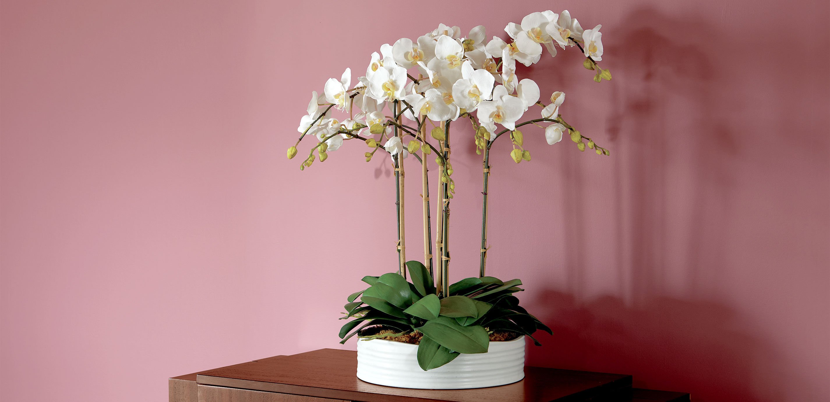 Phalaenopsis in Ceramic Bowl_2
