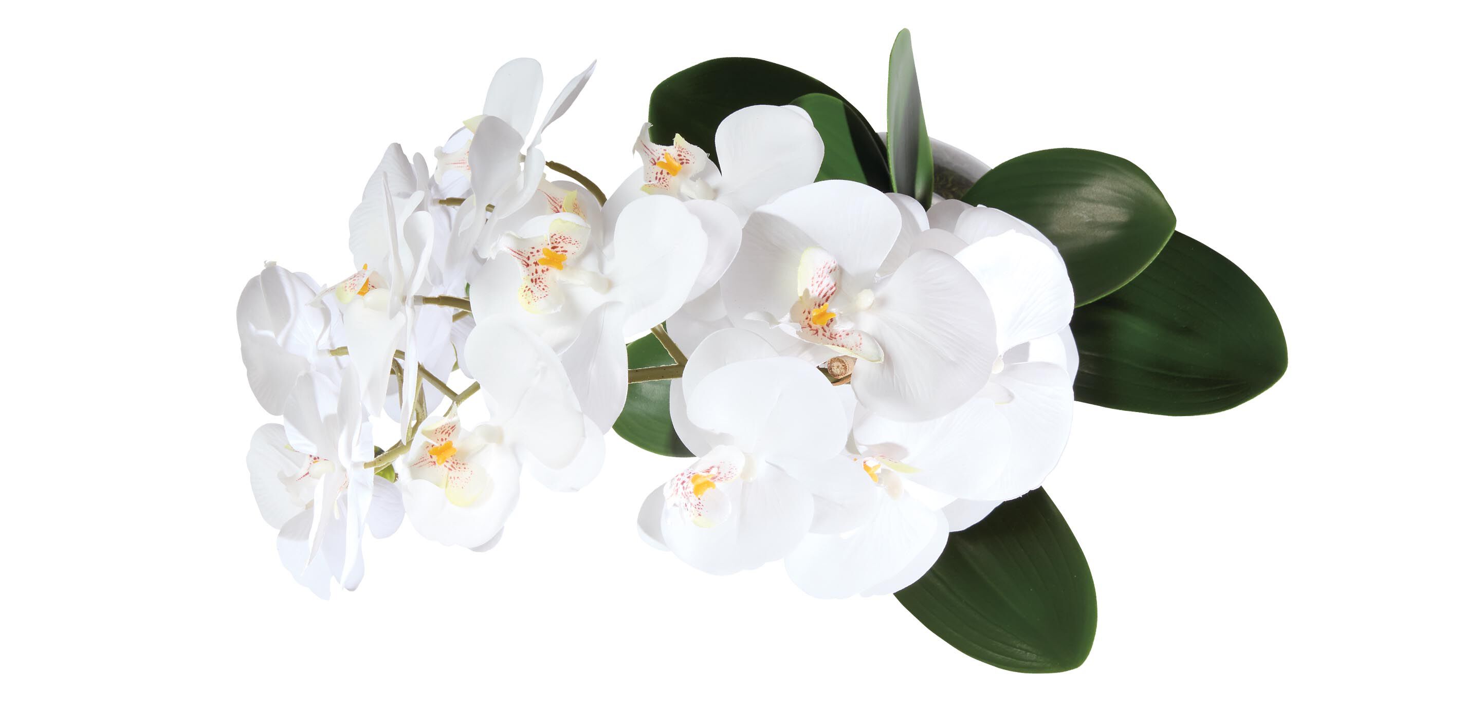 Orchid in Round Glass Vase_2