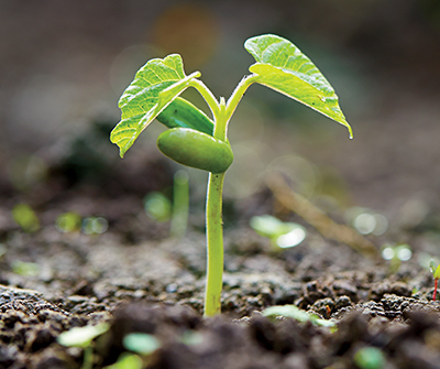 small sprout growing