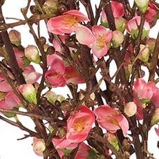 Dark Peach swatch Blossom Watergarden