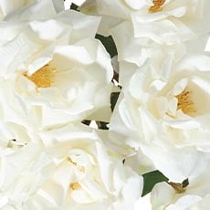 White swatch Rose Bouquet in Cylinder Vase