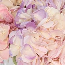 Pink swatch Hydrangea Bouquet in Cut-Glass Vase