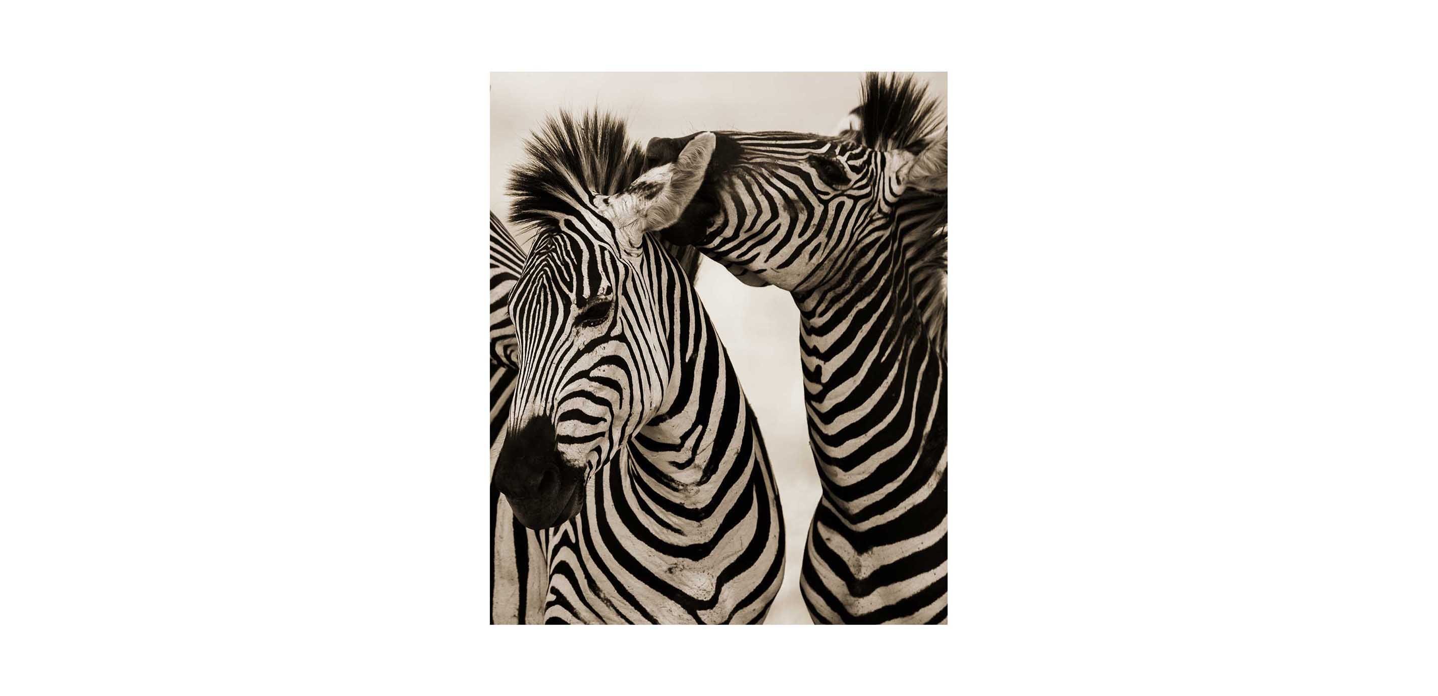 Zebras Ethan Allen