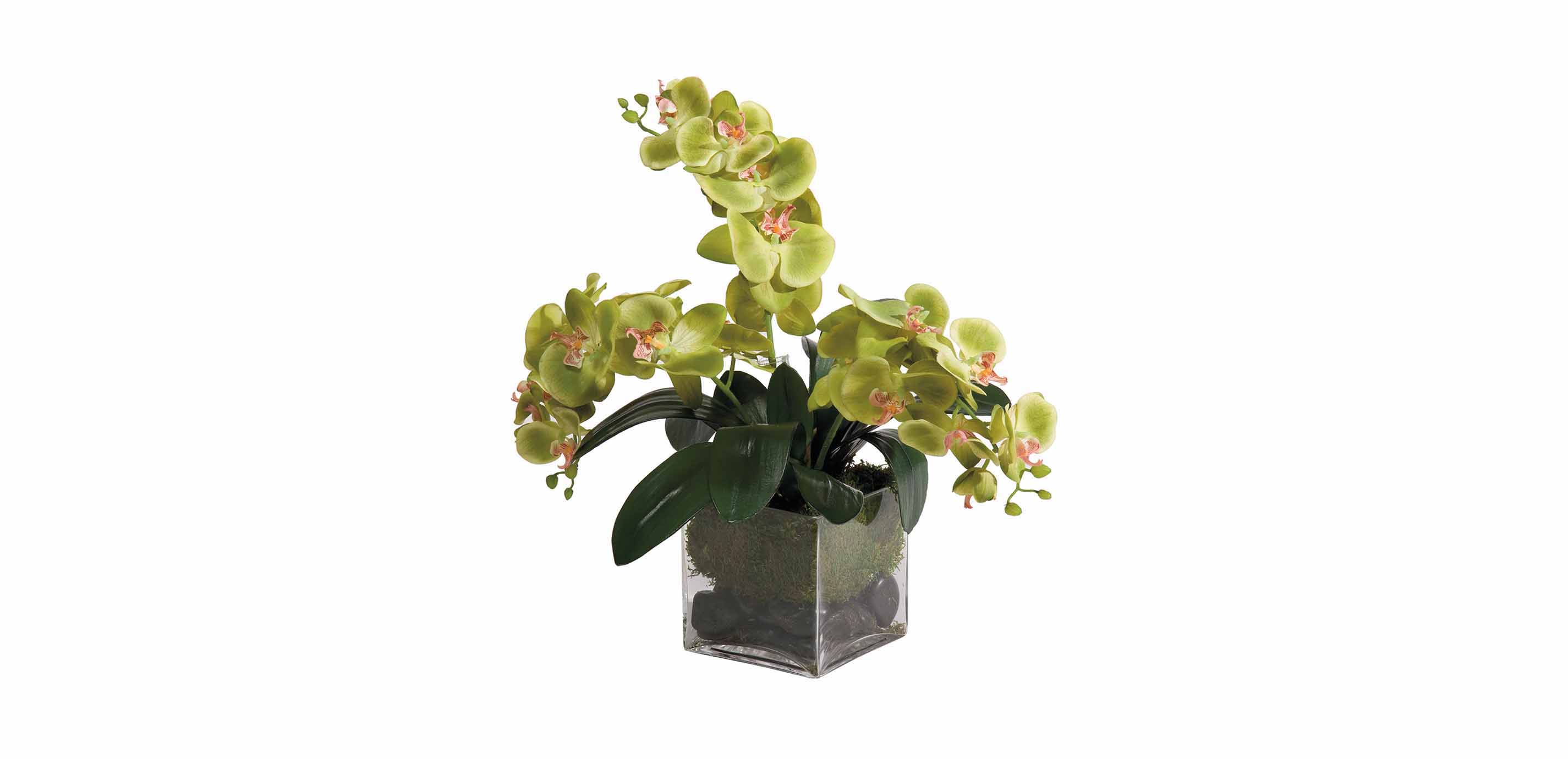 Green Phalaenopsis Orchids | FLORALS & TREES | Ethan Allen