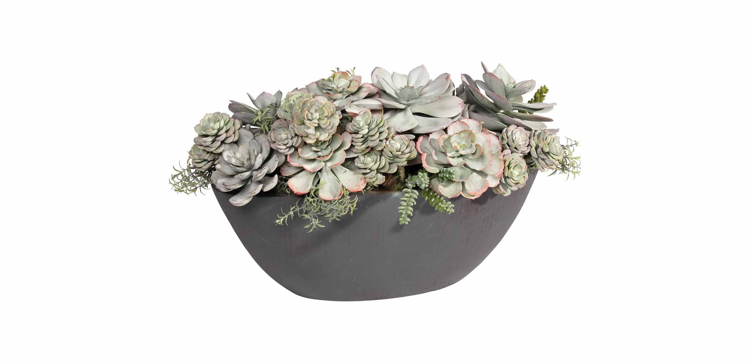 Mixed Succulents | Succulents in Oval Planter | Ethan Allen