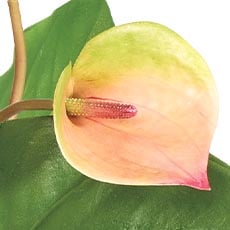 Coral swatch Tropical Anthurium Bouquet in Glass Vase