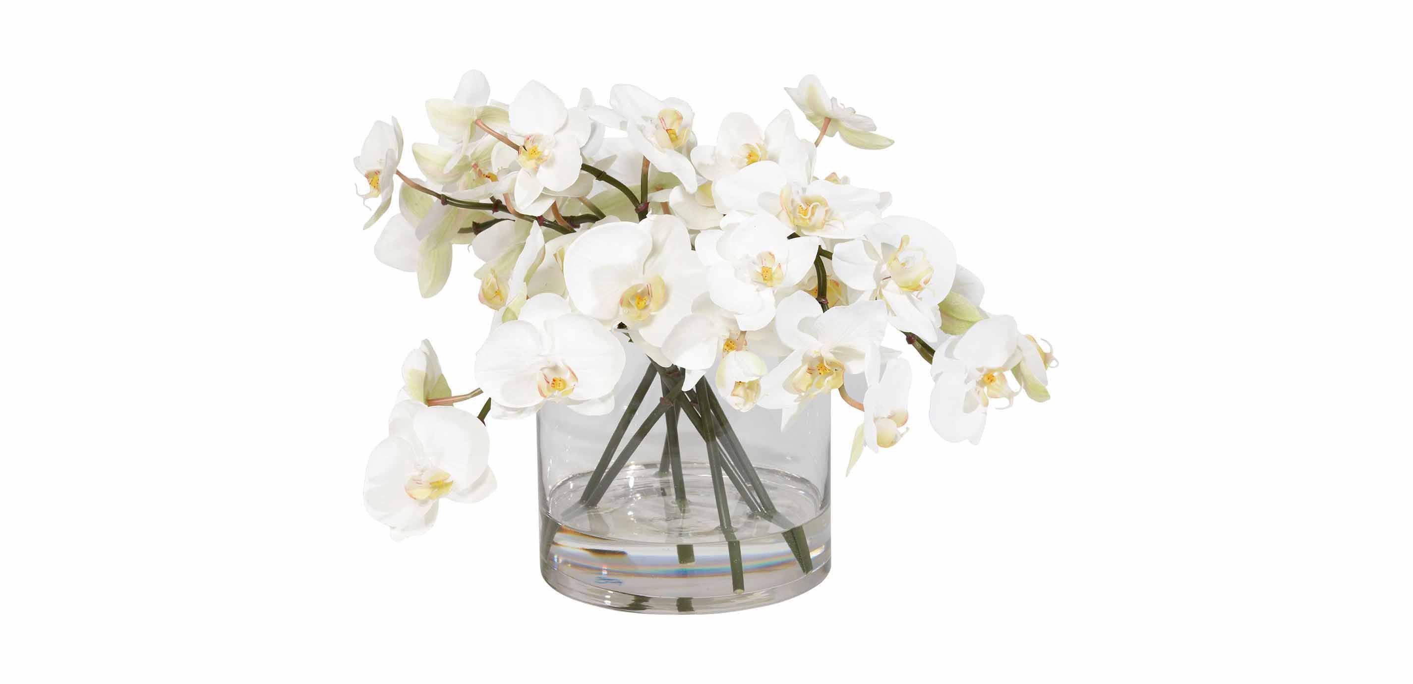 Boos bevroren Reinig de vloer White Orchids in Glass Cylinder | FLORALS & TREES | Ethan Allen