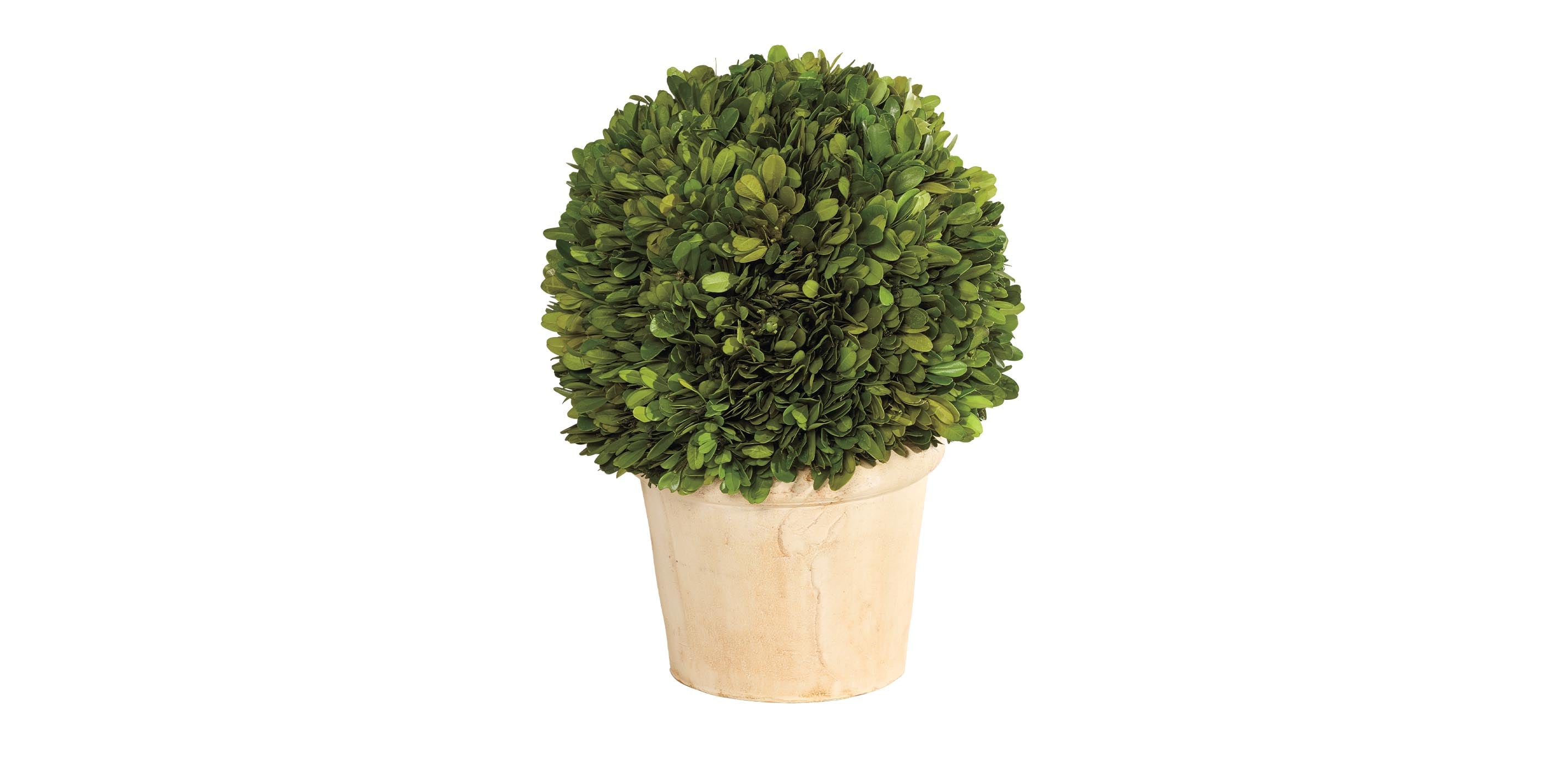 marguerite daisy plant White Marguerite Daisy Standard Tree
