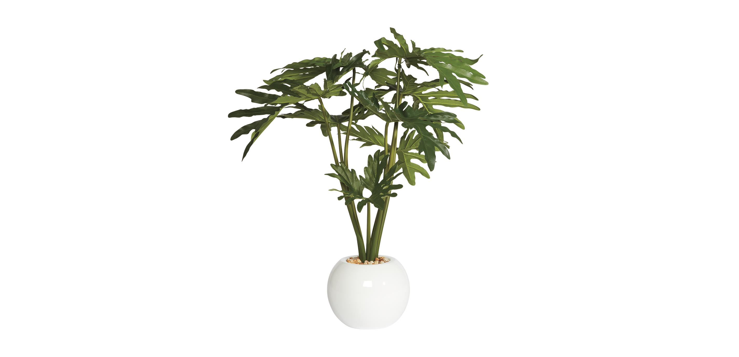 Philodendron in White Pot | Finger-Leaf Philodendron | Ethan Allen