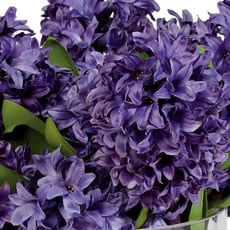 Purple swatch Hyacinth Watergarden