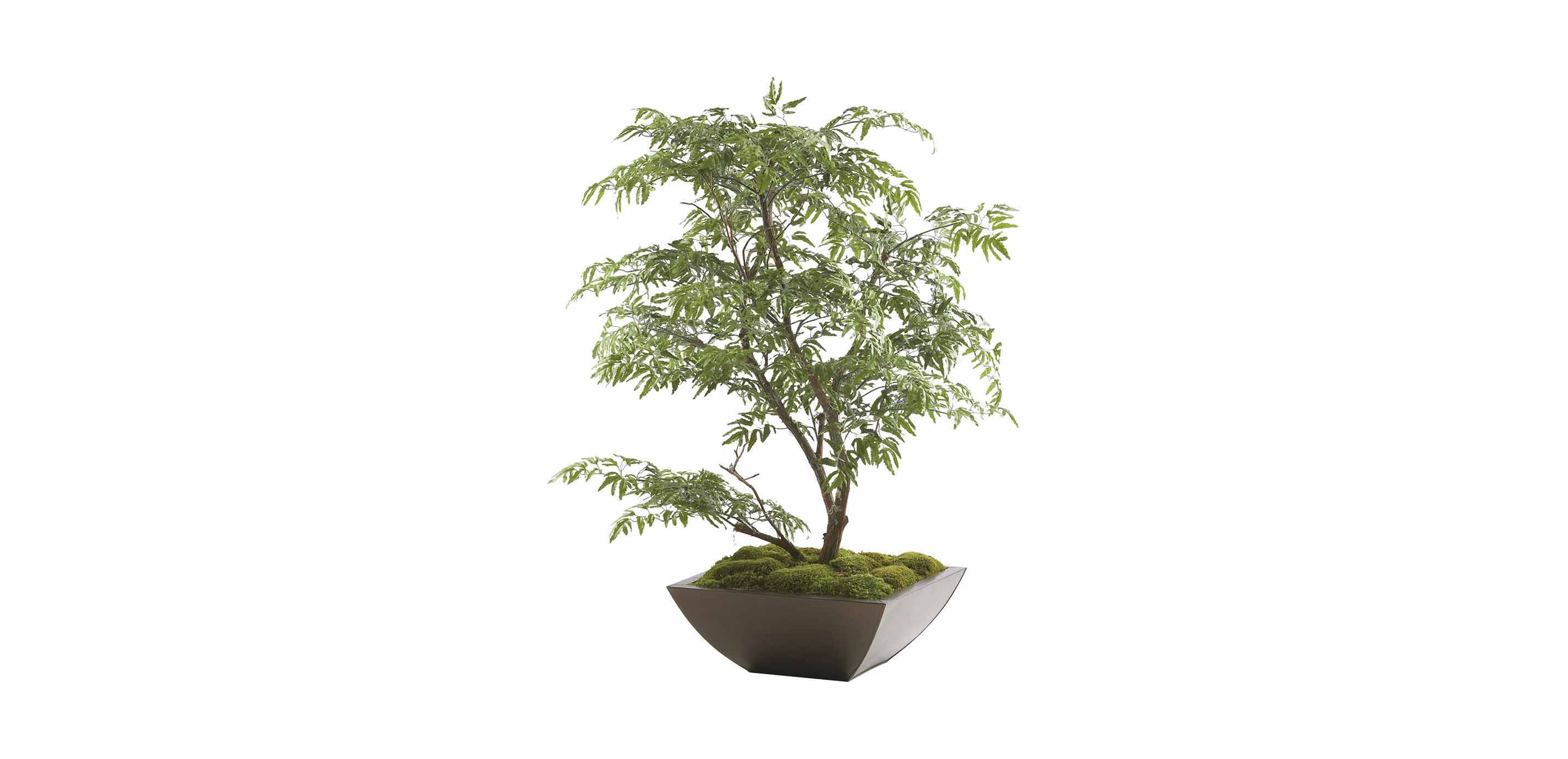 Ming Aralia Tabletop Tree FLORALS & TREES Ethan Allen